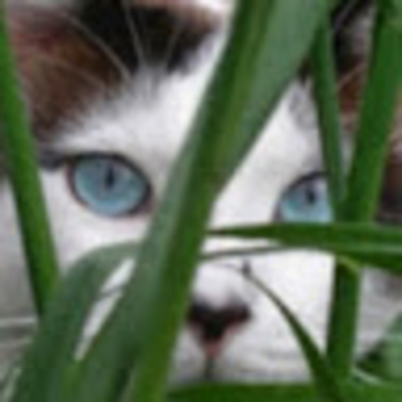 catinthegrass1